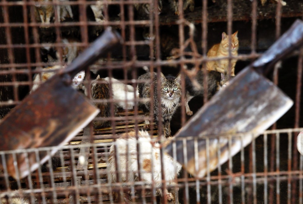 Котята в Китае петиция. Save Cats in China petition. Pet Cemetery (Cats, Dogs, Horses). Change org котята в китае петиция