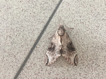 Papa's CNY Moth Afterlife Sign.jpg