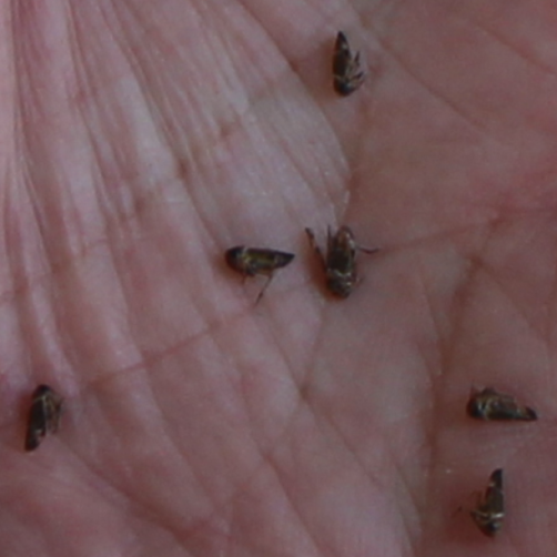 tiny-flies-2.png